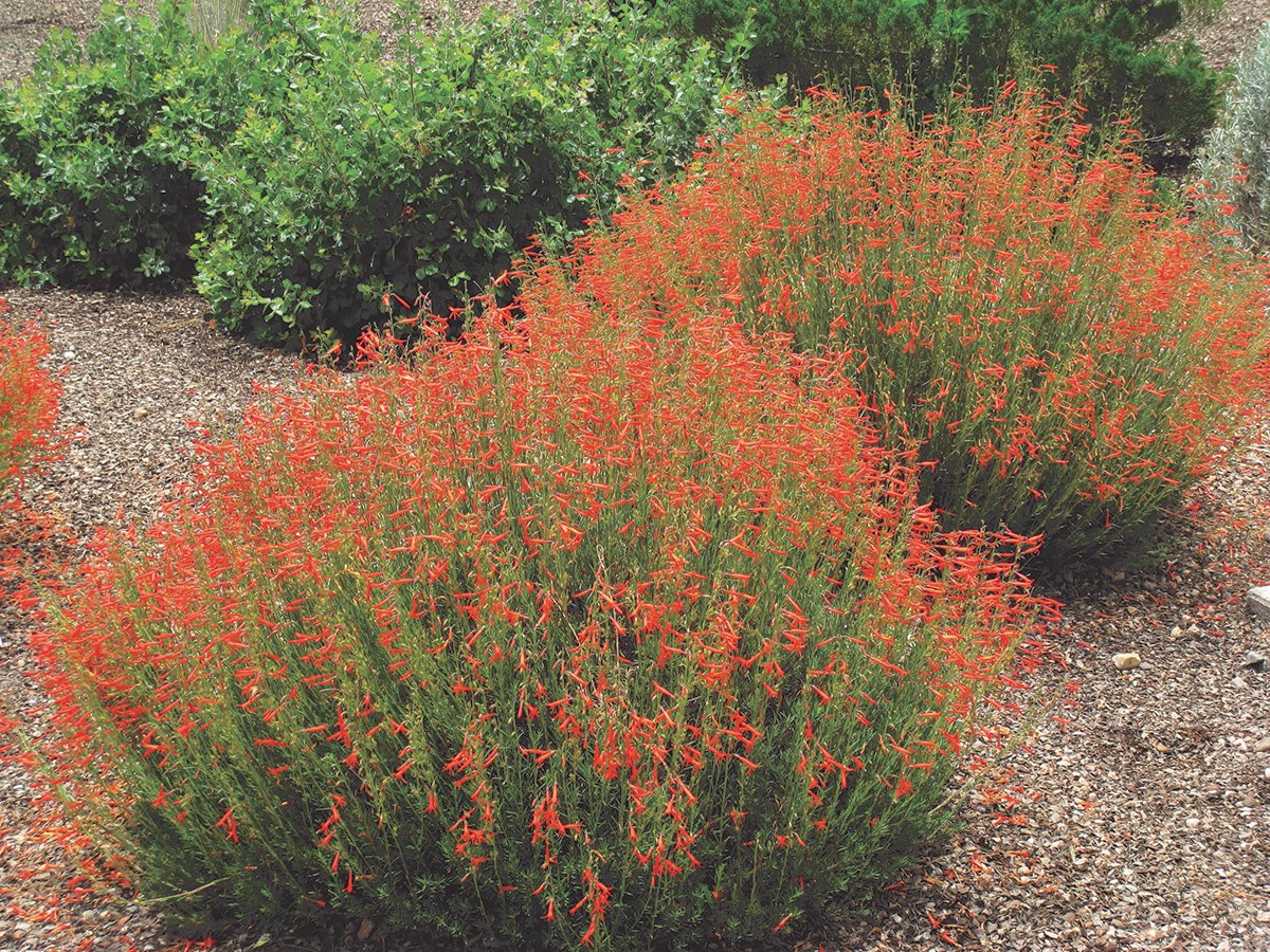 Pineleaf penstemon