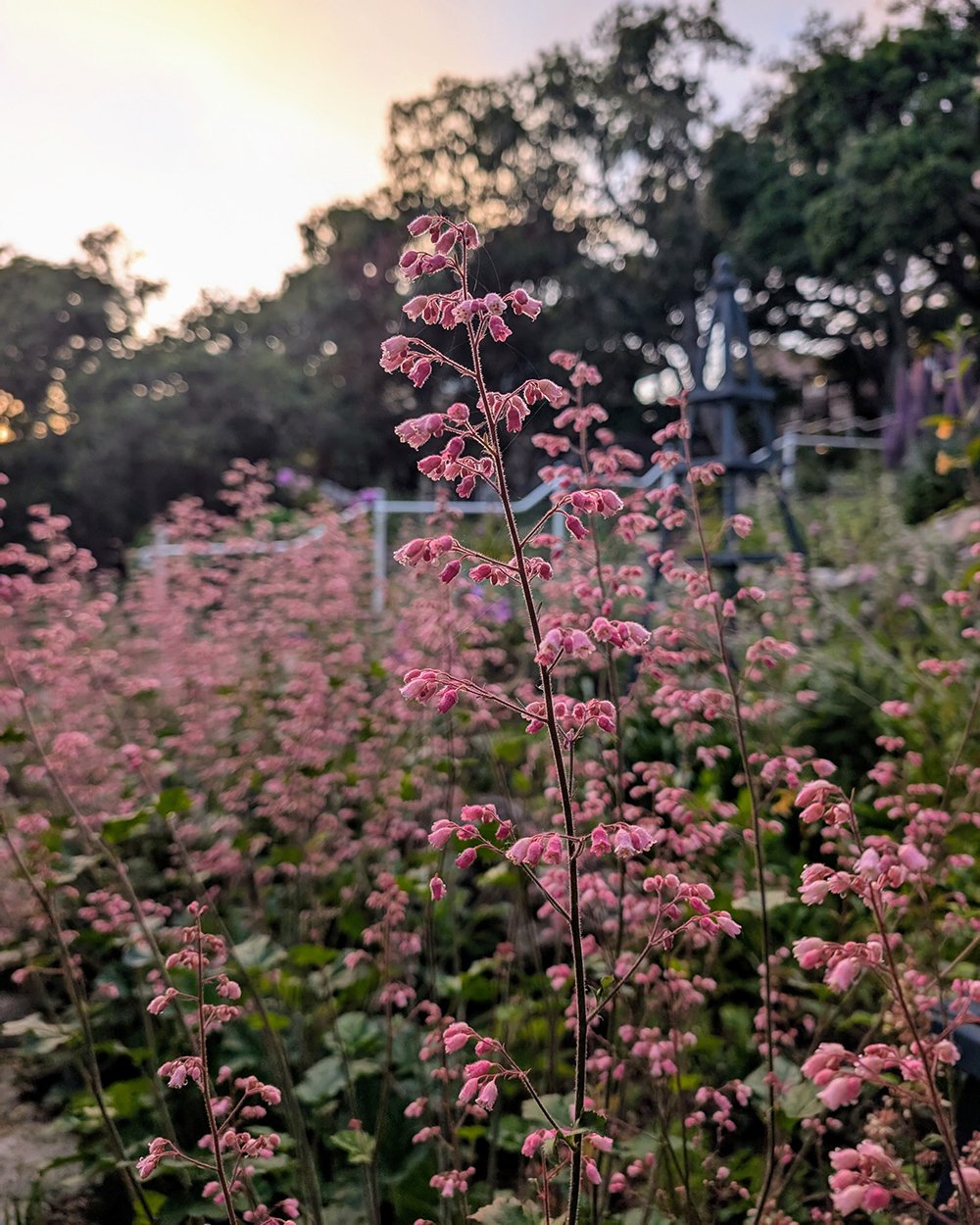 close up of spire of pink flowers