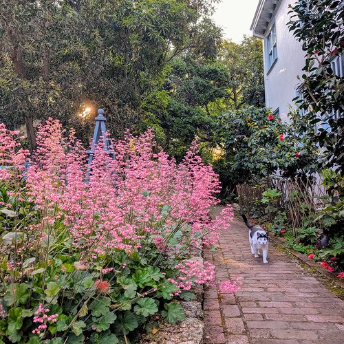 Drifts of Pink Heuchera Blooms in Adriana’s California Garden