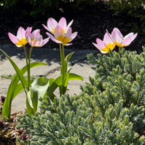 A Magical Spring in Kristine’s Pennsylvania Garden
