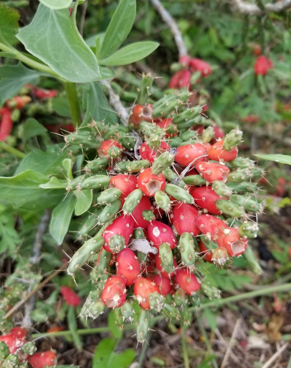 cluster of red cactus berries