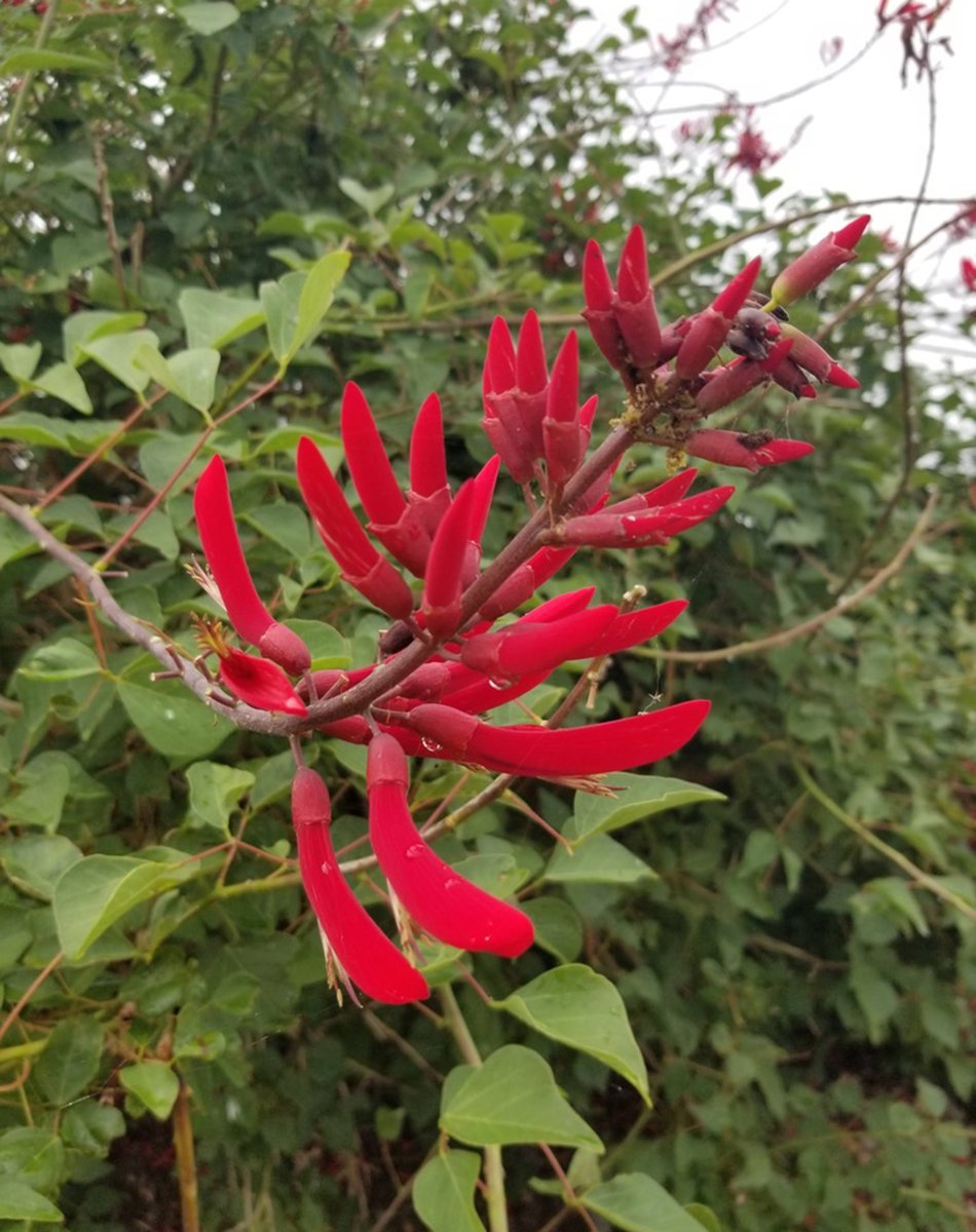 spire of long bright red flowers