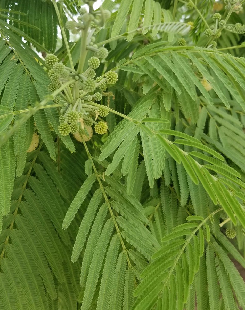plant with long foliage and round green buds