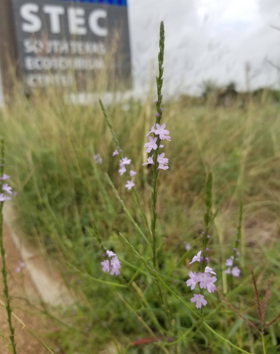 spire with tiny light pink flowers