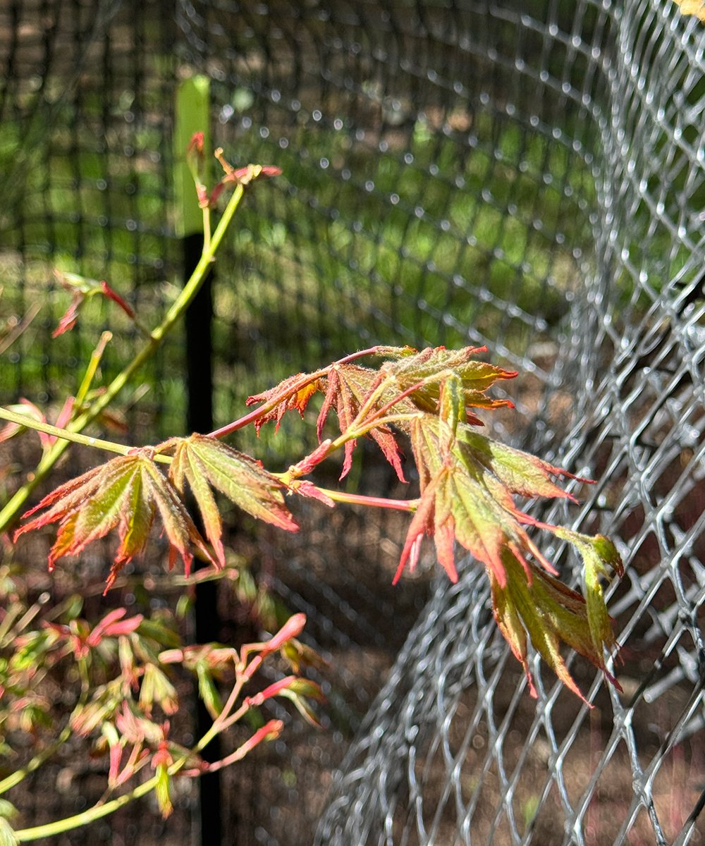 colorful leaves of small tree unfurling