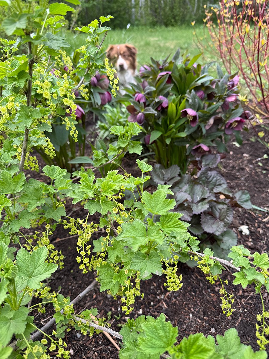 flowering shrub next to dark foliage plant