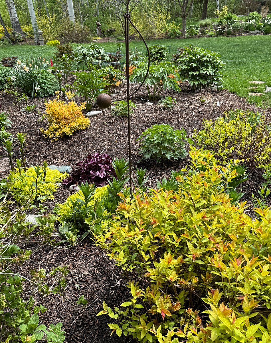 bright chartreuse foliage plants in the garden
