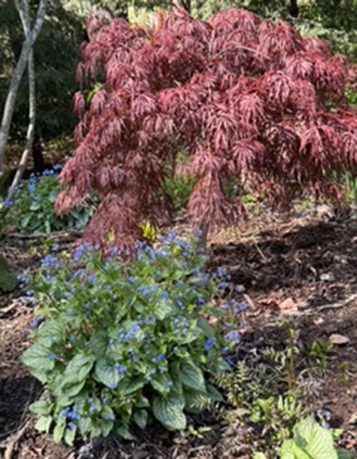plant with blue flowers under tree with dark red foliage