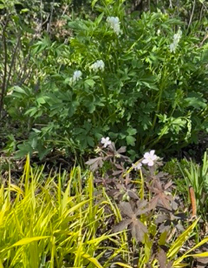 plants with green, chartreuse and brown foliage
