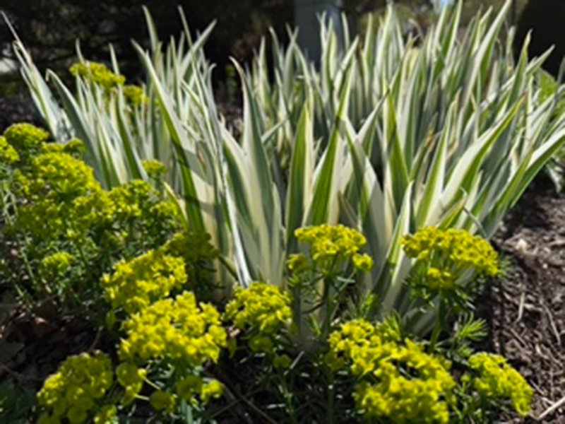 variegated foliage behind yellow flowers