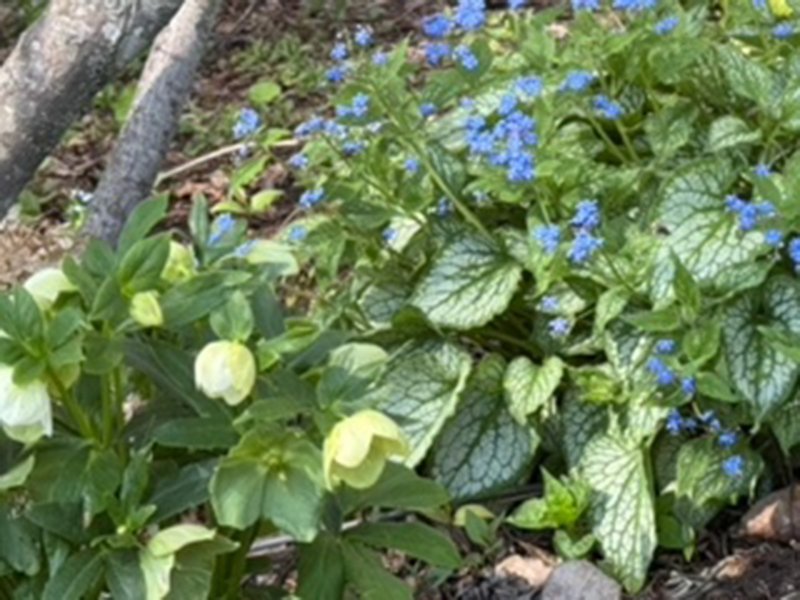 drooping white flowers next to small blue flowers