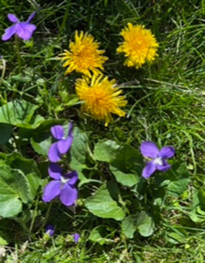 purple and yellow flowers in lawn