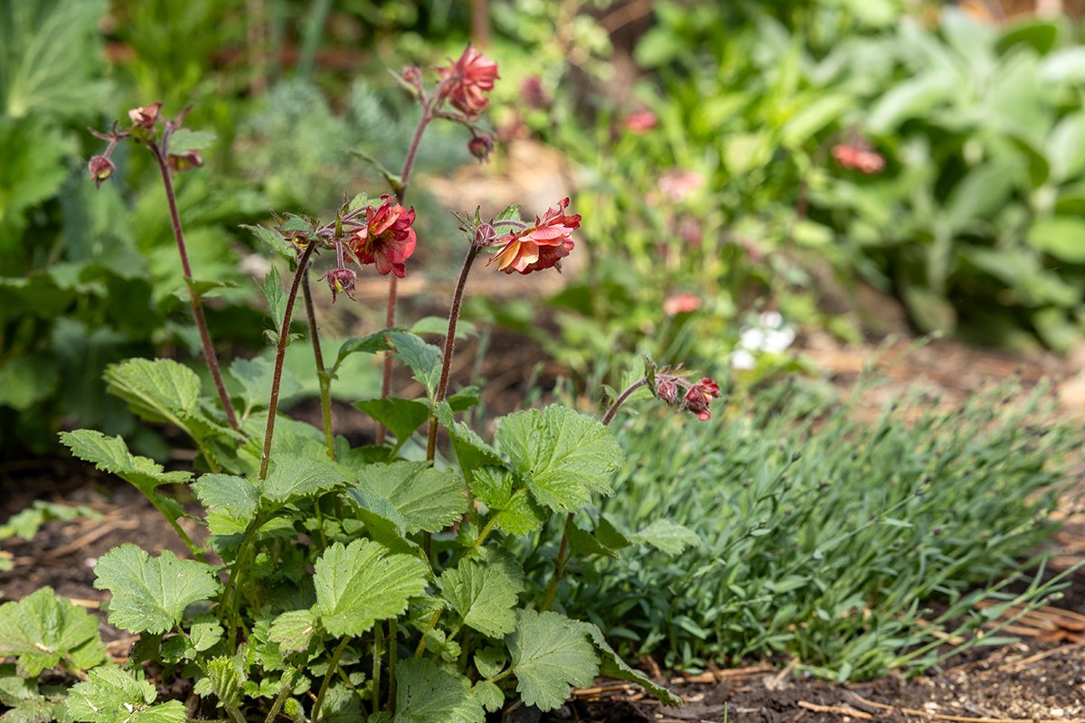 drooping coral flowers