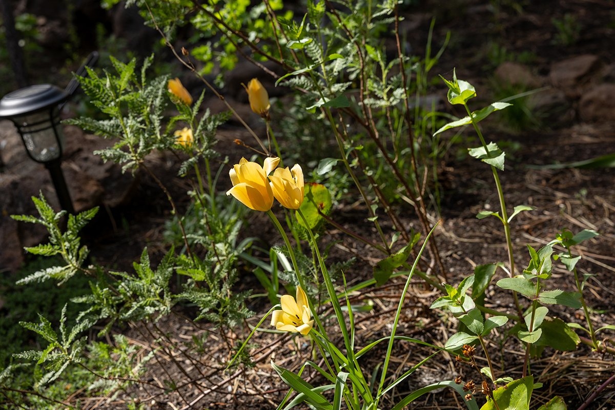 yellow tulips amongst green foliage