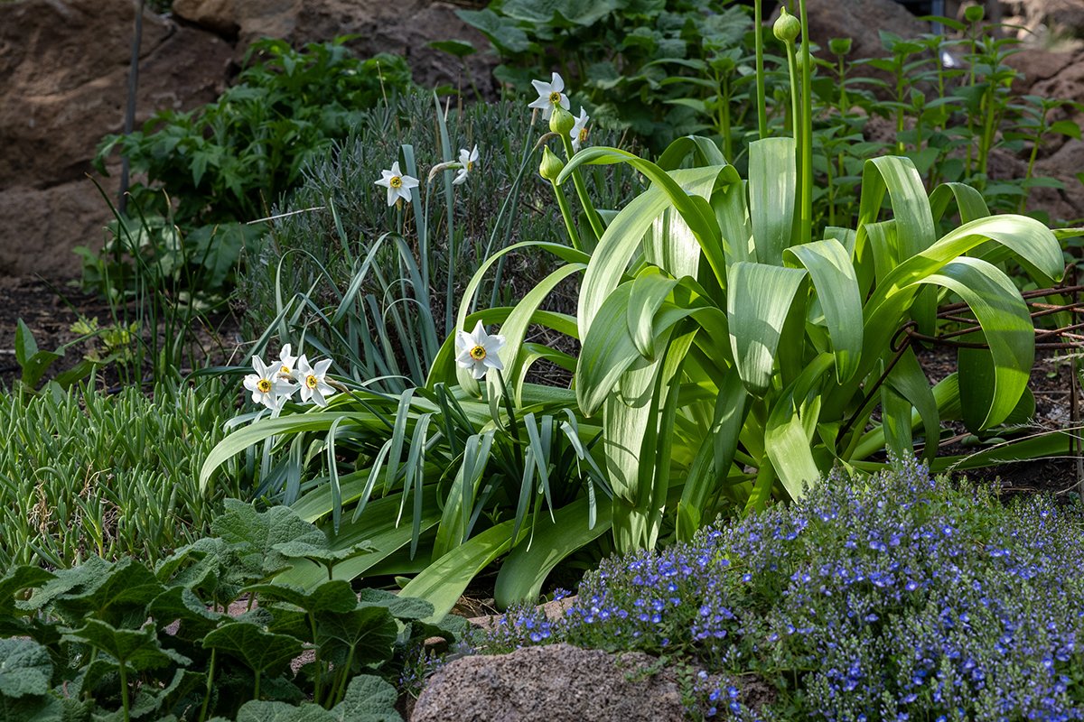 white daffodils in rock garden
