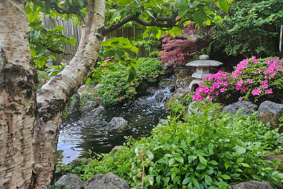 tree growing over garden pond
