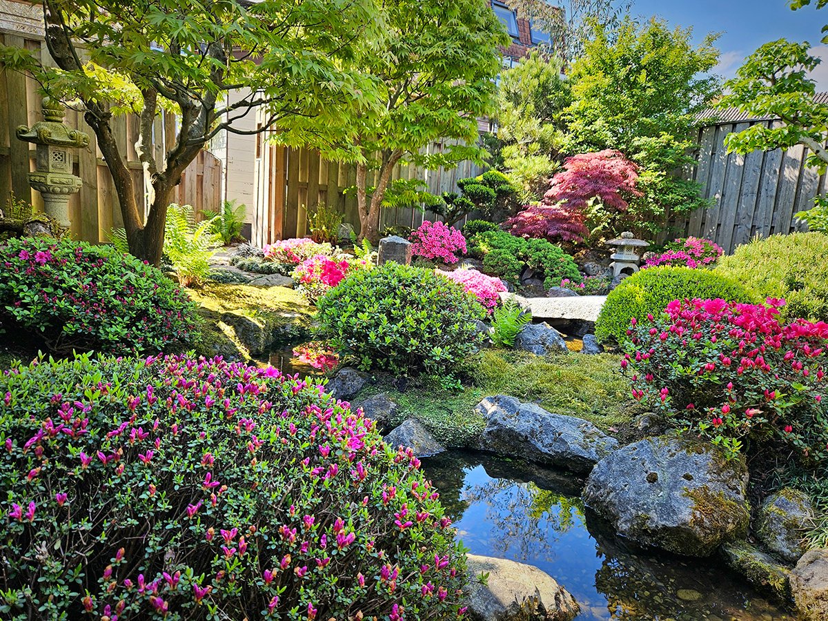 shrubs with bright pink flowers in Japanese style garden
