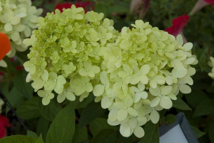 Limelight hydrangea