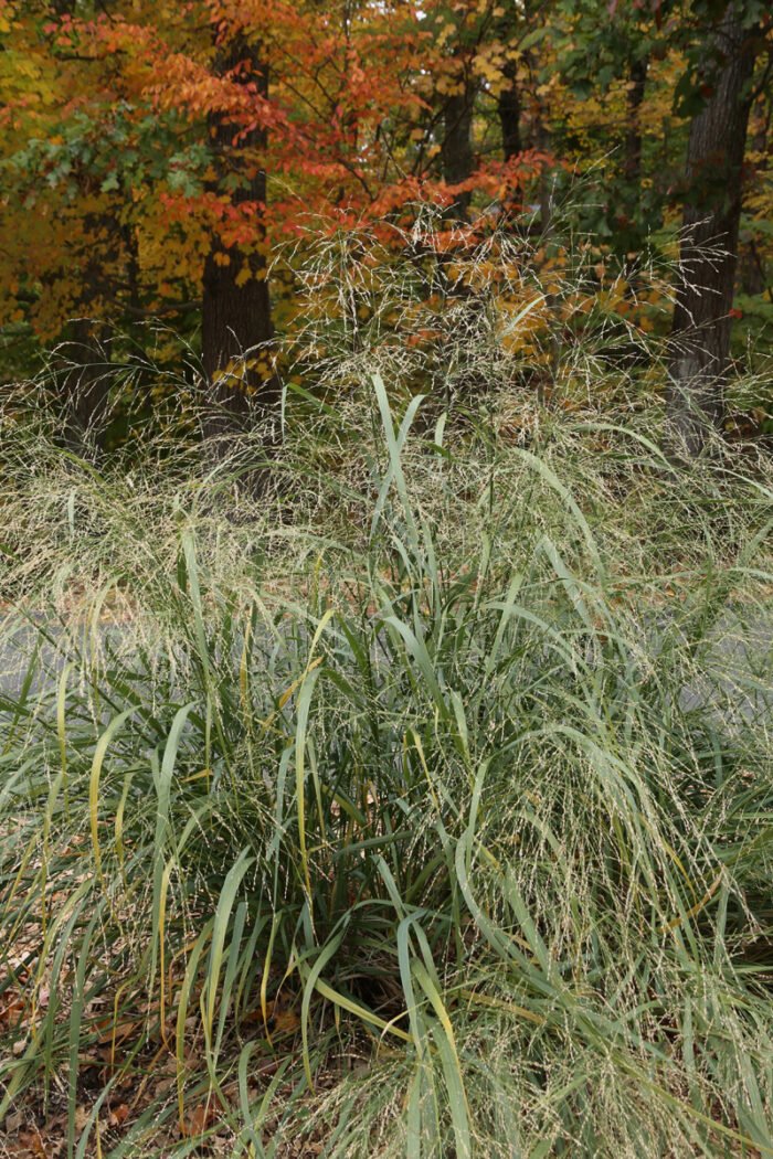 ‘Shenandoah’ switchgrass