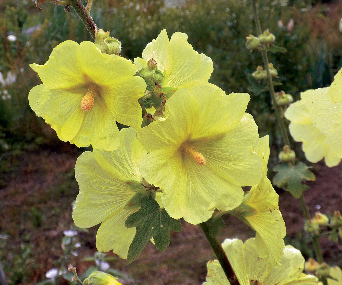 close up of light yellow hollyhock flowers