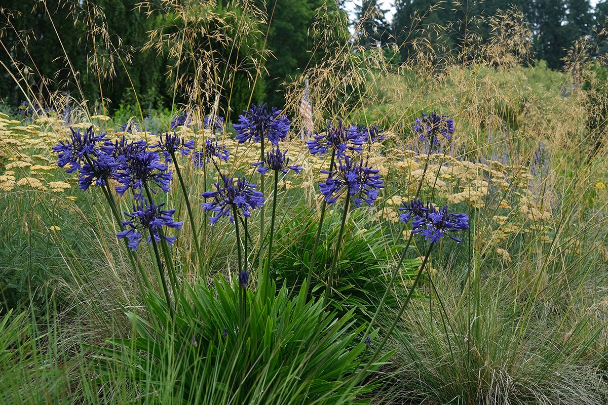 dark blue agapanthus with golden plants behind