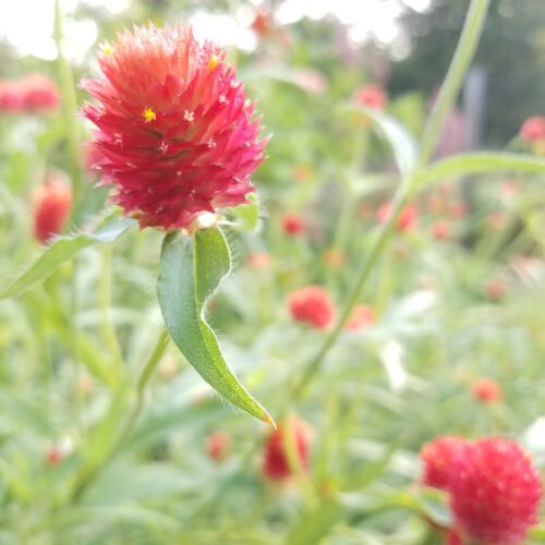 Strawberry Fields Gomphrena