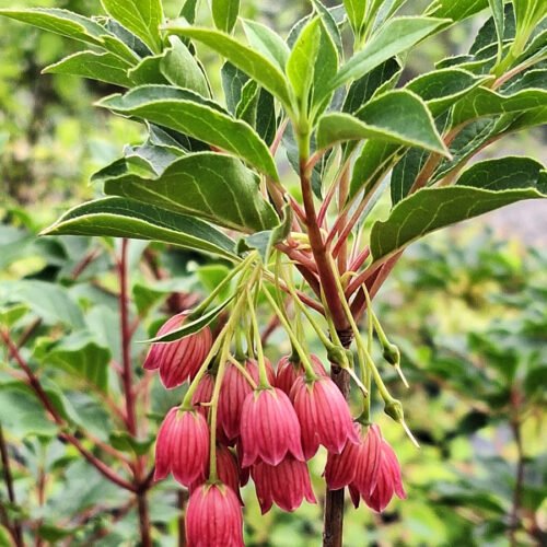 Showy Lantern redvein enkianthus