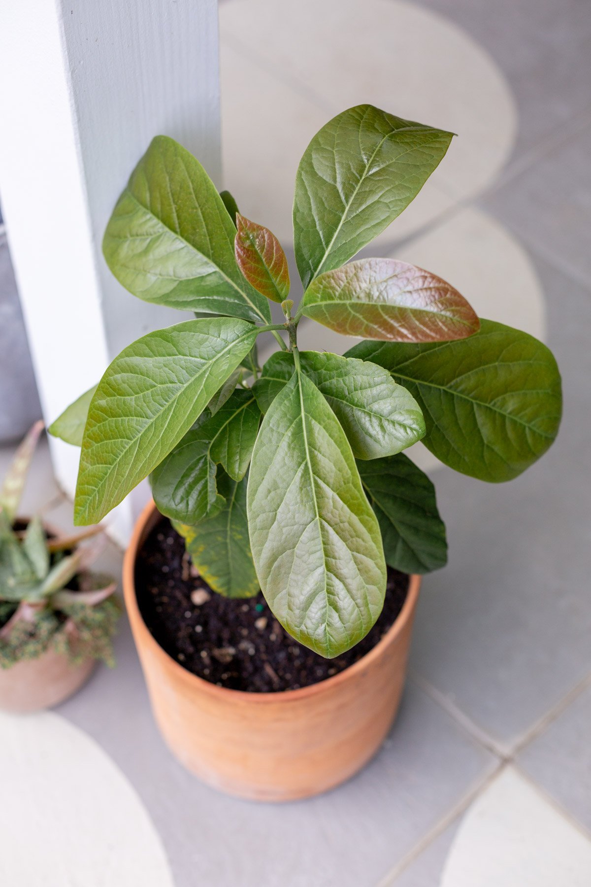 Avocado Plant Propagation (from a pit)