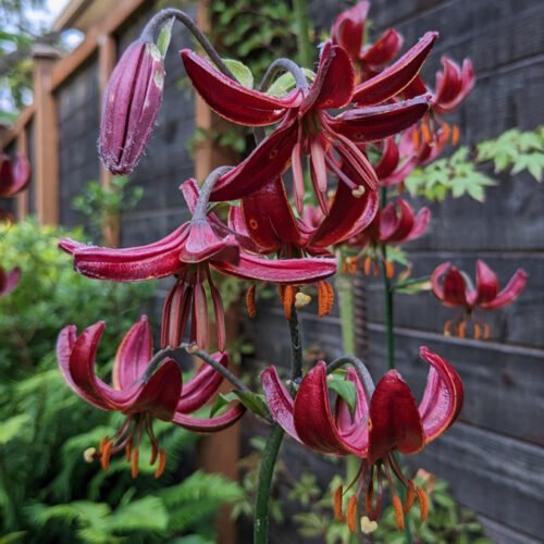 Claude Shride martagon lily
