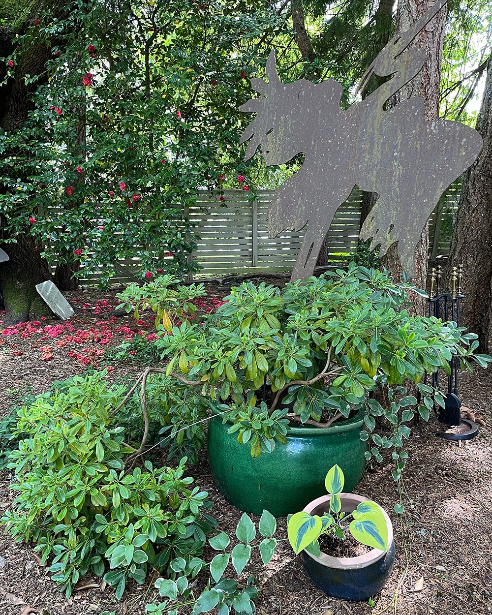 green foliage plants in containers