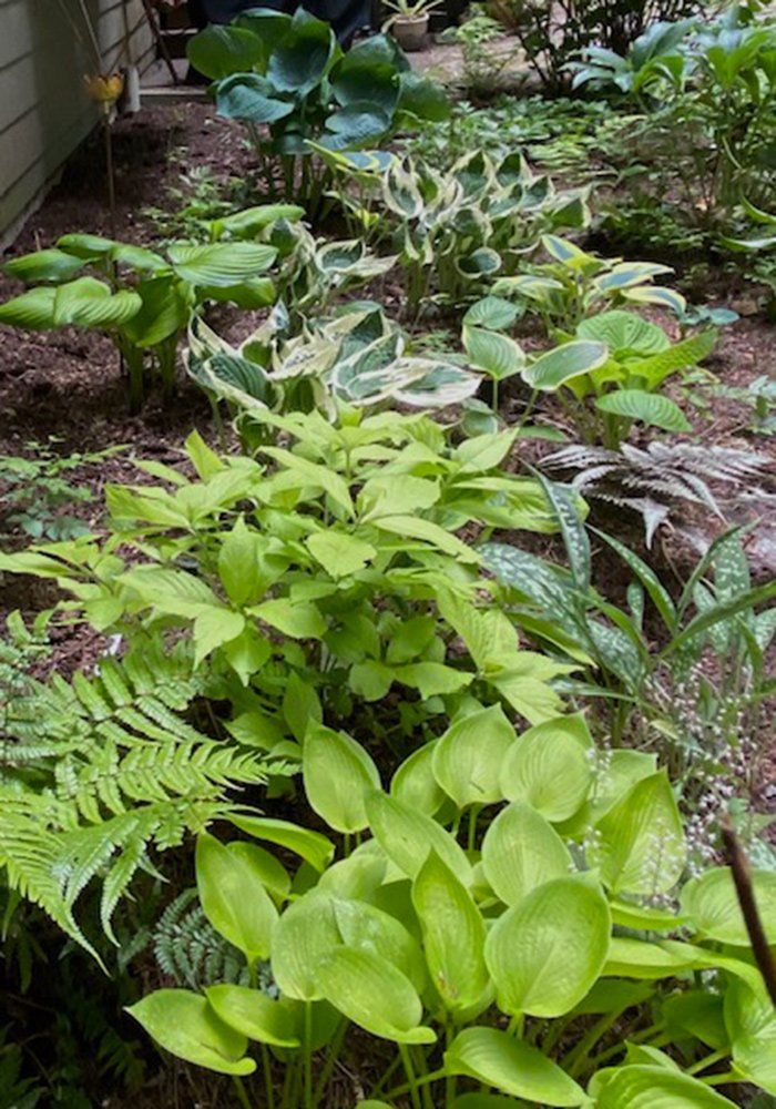 various cultivars of hostas