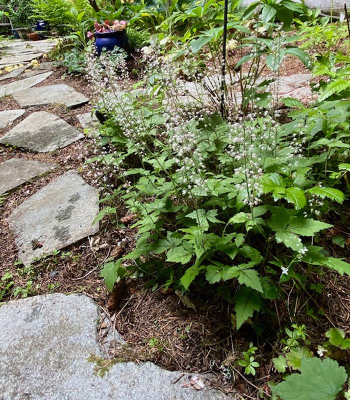 plant with spires of small white flowers