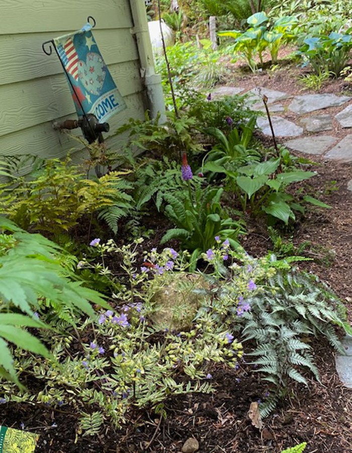 shade garden along house foundation