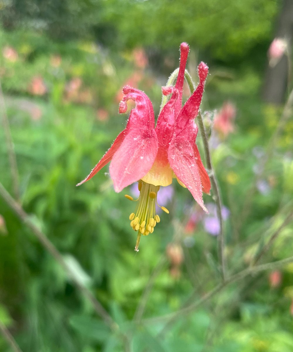 red columbine 