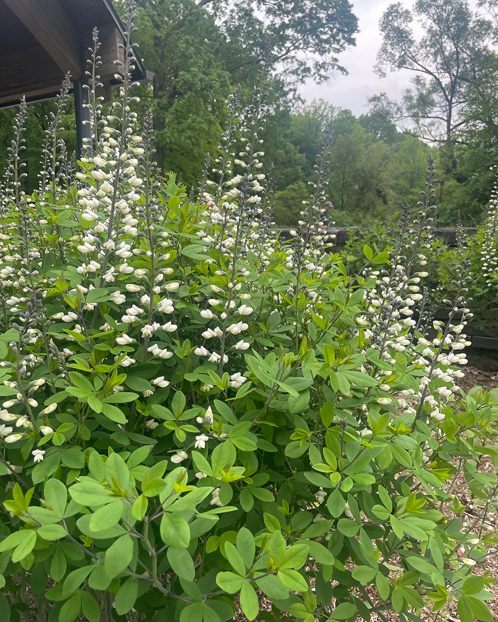 large flowers of white flowers on dark purple stems
