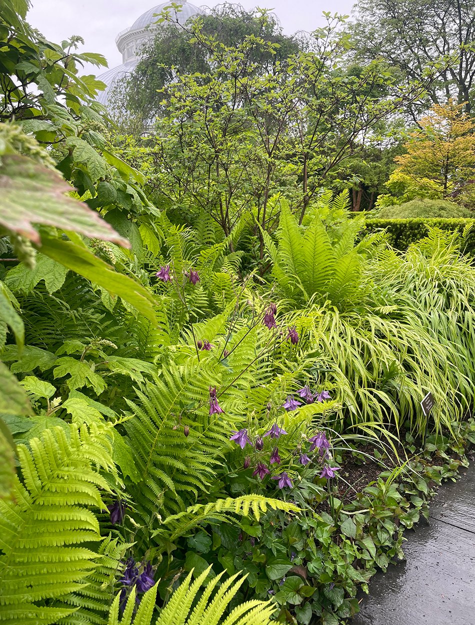 garden bed full of bright green foliage plants