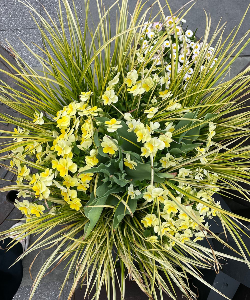 close up of container with yellow flowers and foliage