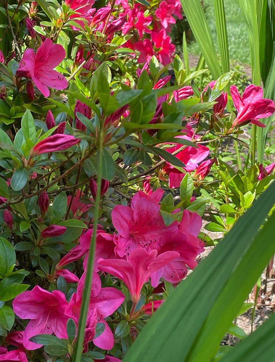 close up of pink azaleas
