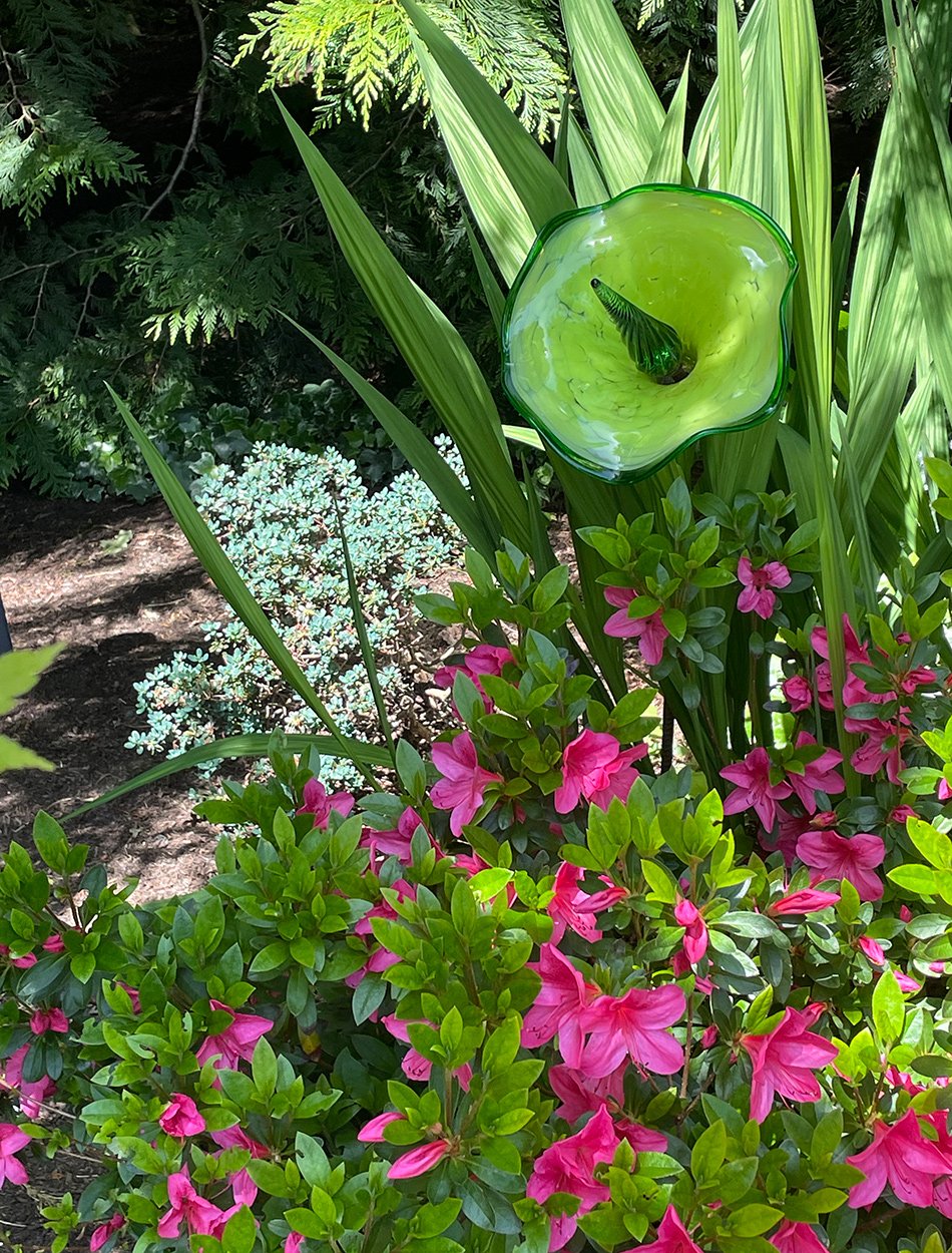 pink flowers with bright green foliage