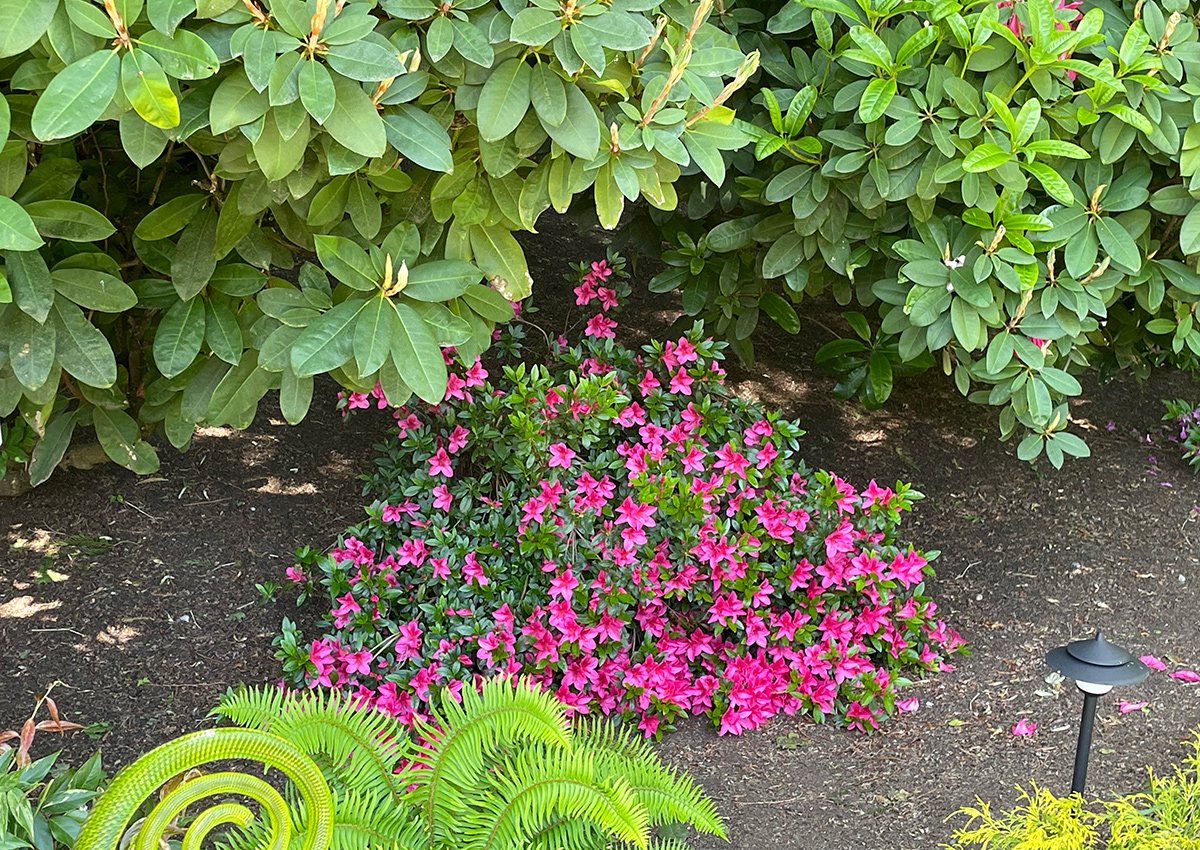 small azalea under shrubs