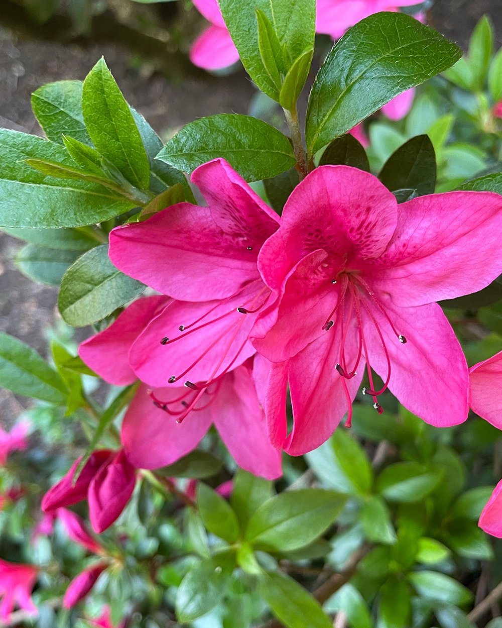 close up of bright pink flowers