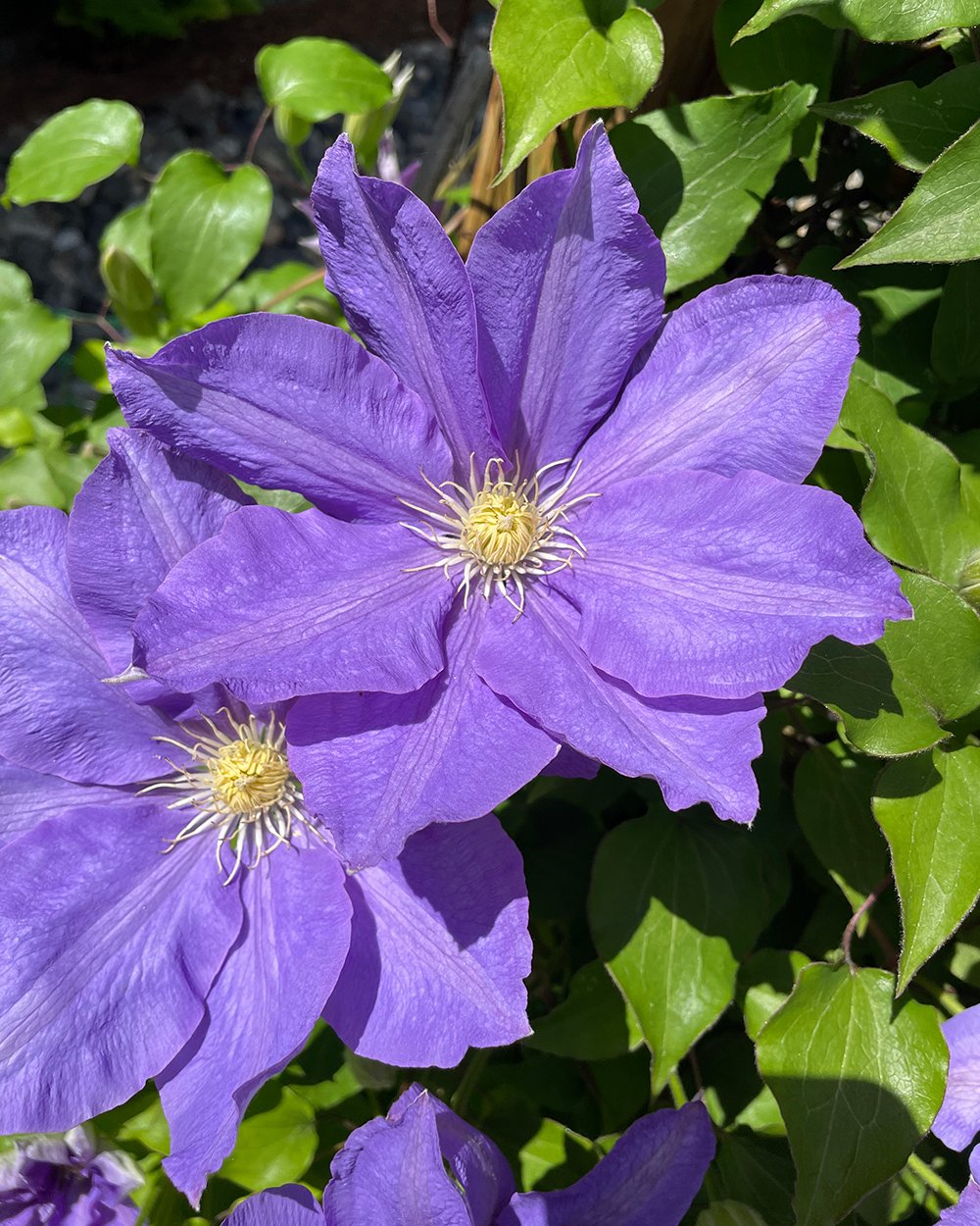 close up of HF Young clematis
