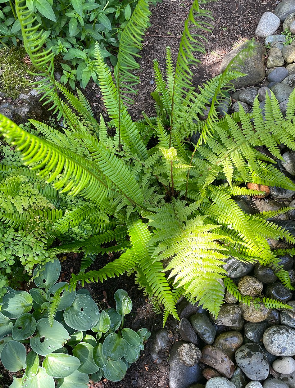 large bright green fern