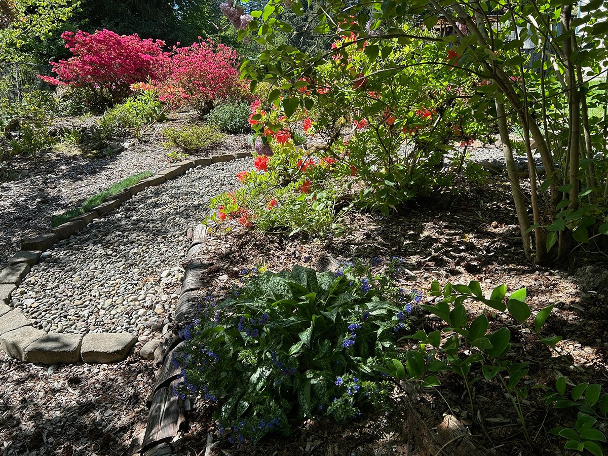 plant in shade of larger shrub