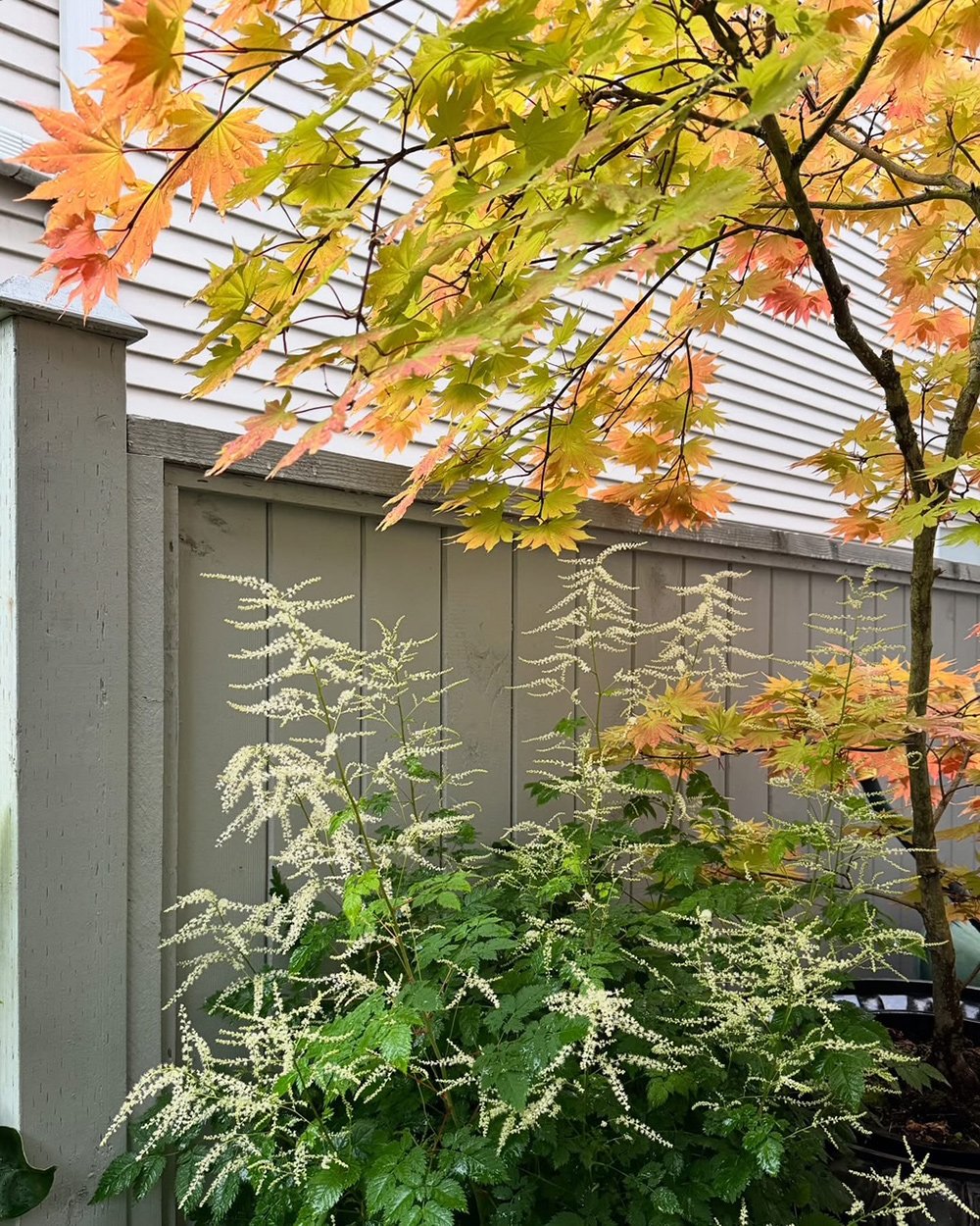fluffy white flowers next to tree with orange foliage