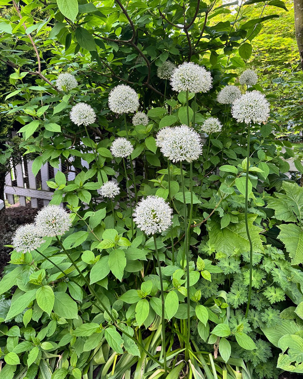 white alliums