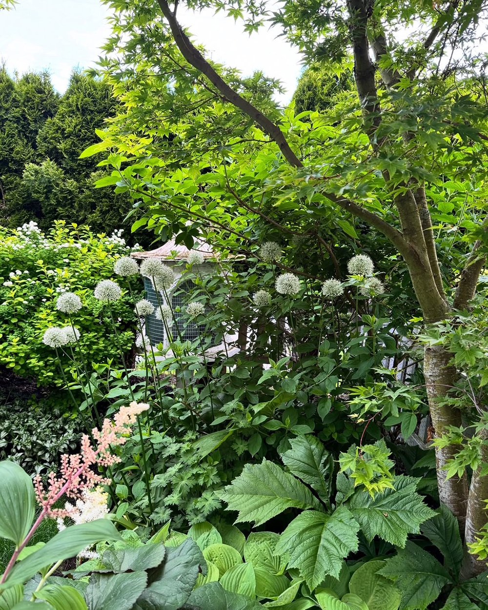 diverse green foliage in the garden