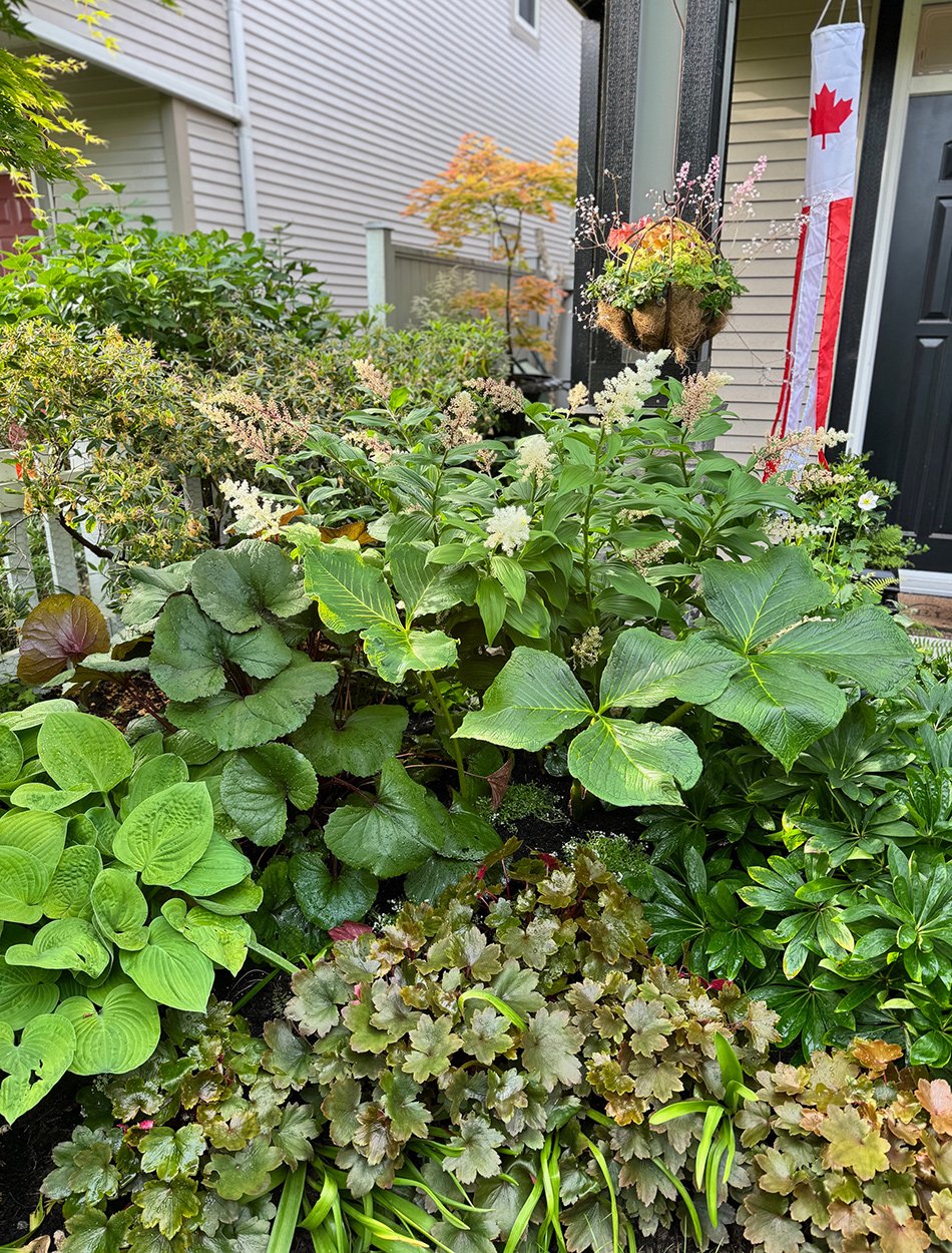 perennials with large leaves