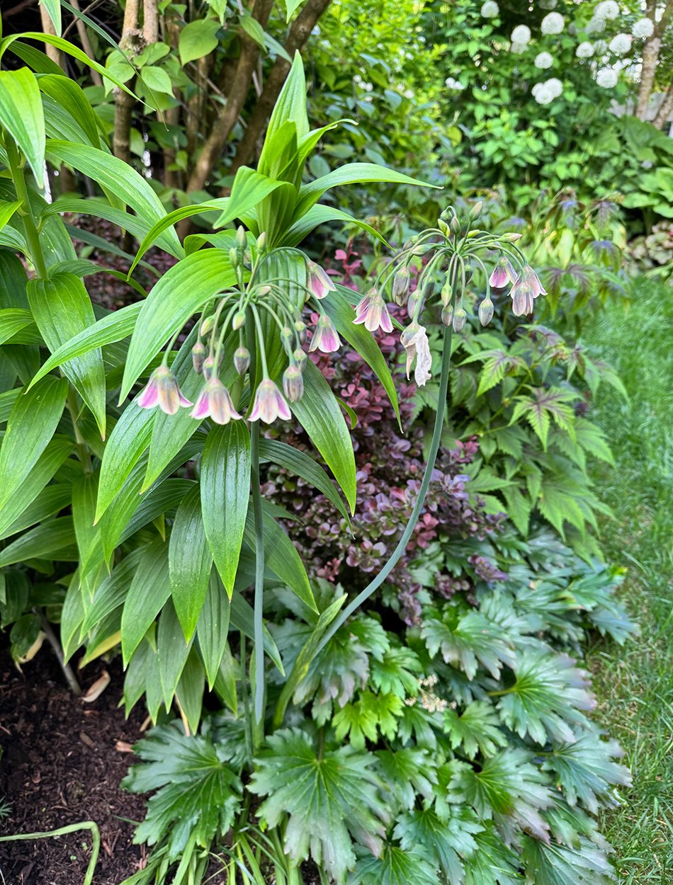 small drooping pink flowers in front of foliage plants