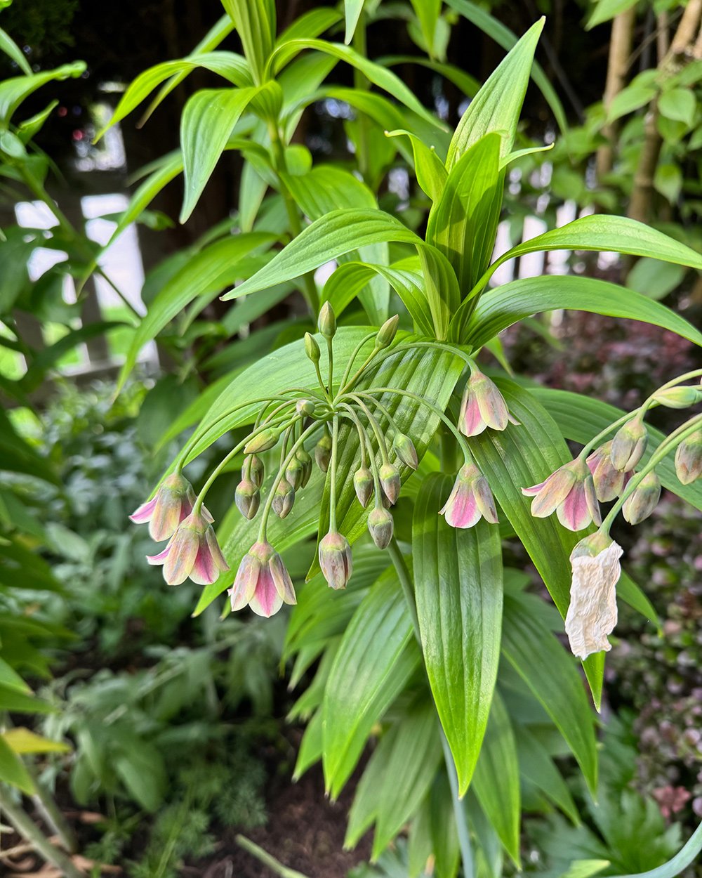 close up of Allium siculum
